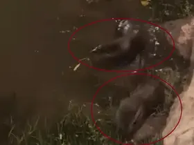 Diyarbakır’da su samurları görüntülendi
