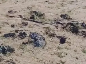 Diyarbakır’da yaklaşık 3 metre uzunluğunda yılan görüntülendi
