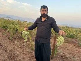 Diyarbakır’da yetiştiriliyor, 81 ile gönderiliyor
