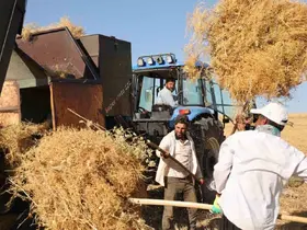 Diyarbakır’da yüksek sıcaklıkta hasat
