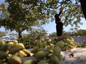 Diyarbakır’ın kavurucu sıcağında fıstık hasadı
