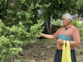 Doğadan topladığı andız çekirdeklerini koleksiyonluk tespihlere dönüştürüyor
