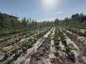 Doğu’da alternatif tarım: Patnos’ta 5 dönümlük tarlada çilek hasadı
