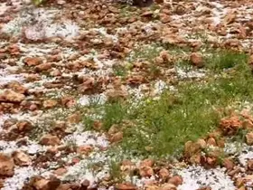 Dolu yağışı Antep fıstığı bahçelerine zarar verdi
