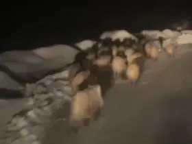 Domuz sürüsü köye indi
