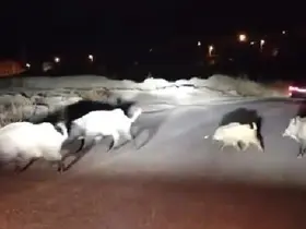 Domuzlara yol tarifi gülümsetti
