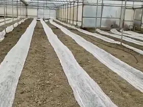 Don uyarısına karşı seracılardan tüllü önlem
