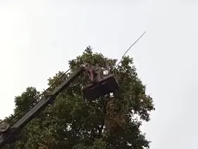 Doski Vadisi’nde vinçle ceviz hasadı yapıldı
