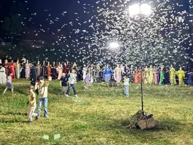 Düğün alanını kelebekler sardı, davetliler oturdu kelebekler dans etti

