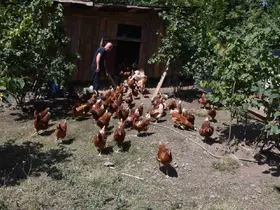 Dükkanını kapattı, köyünde hobi olarak başladığı tavukçulukta müşterilere yetişemiyor
