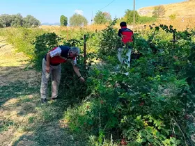 Dumlupınar Selkisaray Köyü’nde böğürtlen üretim alanı kontrol edildi
