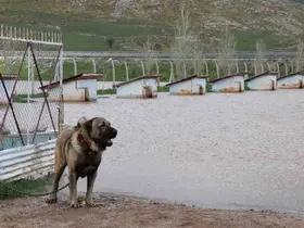 Dünyaca ünlü Anadolu aslanlarının yuvaları sular altında kaldı
