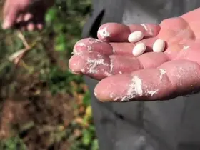 Dünyaca ünlü ispir fasulyesinde hasat hazırlığı

