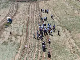 Dünyaca ünlü Taşköprü sarımsağının hasadı başladı
