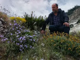 Dünyada sadece Aydın’da yetişen ’Küçük Çan’ yok olma tehlikesiyle karşı karşıya
