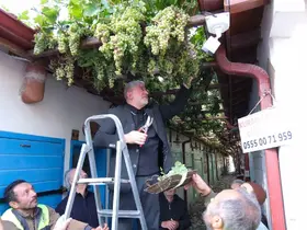 Dünyanın en dar arastasını süsleyen üzümler hasat edildi
