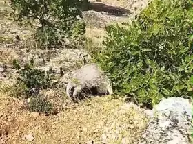 Dünyanın en korkusuz hayvanı bal porsuğunu tek darbeyle bayılttı
