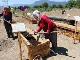 "Dünyanın en pahalı baharatı" köstebeklerden korunacak
