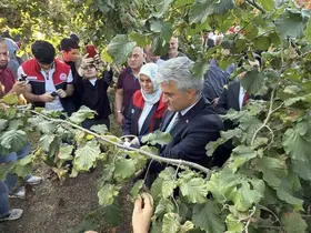 Düzce’de fındık hasat şenliği
