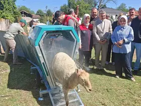 Düzce’de küçükbaş hayvancılığa destek
