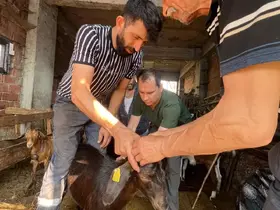 Düzce’de küçükbaş hayvanlara aşılama ve küpeleme
