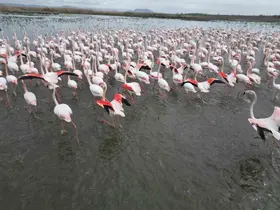 Eber Gölü’nde görsel şölen: Flamingolar renkli görüntüler oluşturdu
