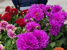 Edirne Saraçhane Caddesi’nde fesleğen kokusu
