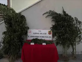 Edirne’de 52 kök kenevir ve 1 kilo 310 gram esrar ele geçirildi: Kenevirleri sularken suçüstü yakalandı

