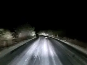 Edirne’de araç farlarına yakalanan tilkinin kaçış anı kamerada
