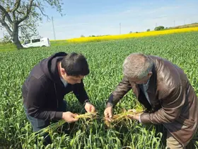 Edirne’de buğday ekili alanlarda hastalık uyarısı
