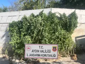 Efeler’de ikamette 250 kök kenevir ele geçirildi
