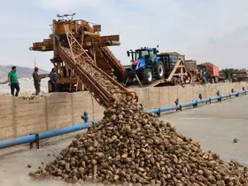 Elazığ Şeker Fabrikası’nda 71. Kampanya Dönemi açıldı: 240 bin ton pancar işlenecek
