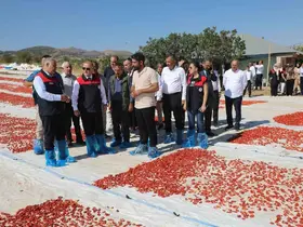 Elazığ’da 100 bin 352 ton domates rekoltesi bekleniyor

