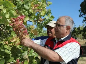 Elazığ’da 38 ton Antep fıstığı rekoltesi bekleniyor
