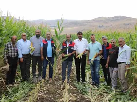Elazığ’da 98 bin ton silajlık mısır üretimi bekleniyor
