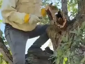 Elazığ’da ağacın gövdesinden 3 kilo bal çıktı
