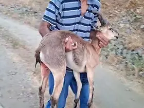 Elazığ’da bir şahıs, köpeklerin saldırdığı dağ keçisini kucağında taşıdı
