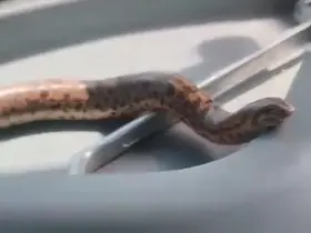 Elazığ’da bir vatandaş, yakaladığı yılanı traktörle gezdirdi
