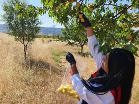 Elazığ’da bitkisel üretim alanlarında pestisit kalıntısı denetimleri
