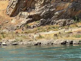 Elazığ’da dağ keçileri sürü halinde görüntülendi
