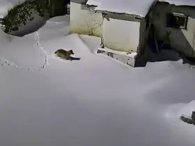 Elazığ’da evin çevresinde yiyecek arayan kurt kamerada
