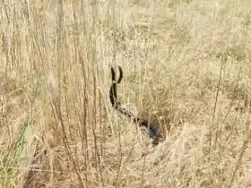 Elazığ’da iki yılanın dansı görüntülendi
