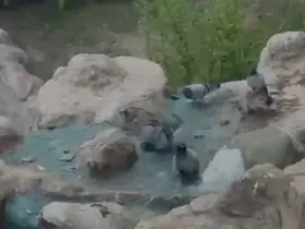 Elazığ’da kavurucu sıcaktan bunalan güvercinler suyla serinledi
