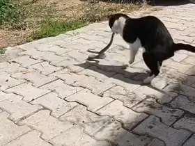 Elazığ’da kediyle yılanın kavgası kameraya yansıdı
