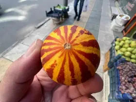 Elazığ’da kokulu süs kavunu tezgahlarda
