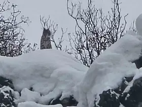 Elazığ’da koruma altındaki vaşak görüntülendi
