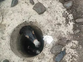 Elazığ’da kuyuya düşen eşek kurtarıldı
