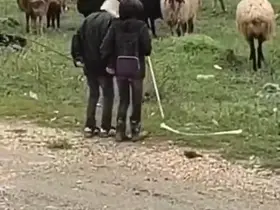 Elazığ’da minik çobanların sürü başında halayı
