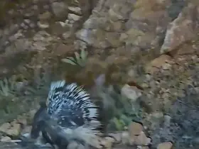 Elazığ’da oklu kirpi görüntülendi
