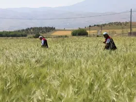 Elazığ’da süne sürveyi ve CBS çalışmaları sahada değerlendirildi
